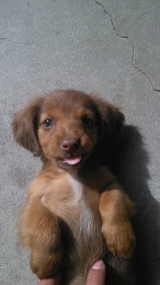 猫癫狂是什么原因？揭开猫咪疯狂行为的神秘面纱